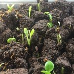 Showy Milkweed Seed Pellets for Guerrilla Gardening