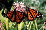 Showy Milkweed Plant for Monarch Butterflies - 2 Years