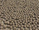 Showy Milkweed Seed Balls for Spring Planting
