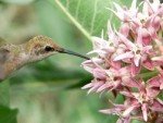 Showy Milkweed Plant for Monarch Butterflies - 2 Years