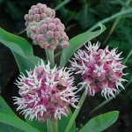 Showy Milkweed Seed Pellets for Guerrilla Gardening