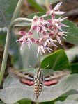 Showy Milkweed Plant for Monarch Butterflies - 2 Years