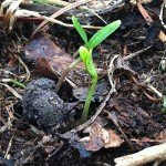 Showy Milkweed Seed Balls for Spring Planting