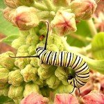 Showy Milkweed Plant for Monarch Butterflies - 2 Years