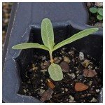 Showy Milkweed Wildflower Seeds by Everwilde Farms