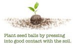 Showy Milkweed Seed Balls for Spring Planting