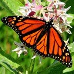 Showy Milkweed Seed Pellets for Guerrilla Gardening