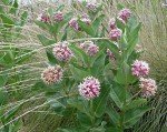 Showy Milkweed Plant for Monarch Butterflies - 2 Years