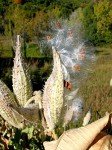 Showy Milkweed Plant for Monarch Butterflies - 2 Years