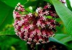 Showy Milkweed Plant for Monarch Butterflies - 2 Years