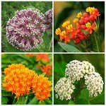 800+ Milkweed Seeds for Monarch Butterflies