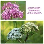 800+ Milkweed Seeds for Monarch Butterflies