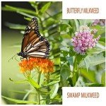 800+ Milkweed Seeds for Monarch Butterflies
