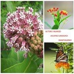 800+ Milkweed Seeds for Monarch Butterflies