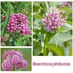800+ Milkweed Seeds for Monarch Butterflies