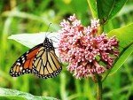 800+ Milkweed Seeds for Monarch Butterflies