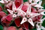Showy Milkweed Seeds for Monarch Butterflies