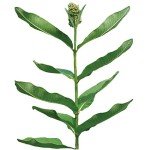 Showy Milkweed Seeds - 50 Count Pack