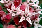 Showy Milkweed Seed Packet - True Native Seed