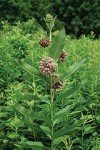 Showy Milkweed Seeds - 50 Count Pack