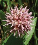 Showy Milkweed Seeds - 50 Count Pack