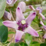 Giant Milkweed Seeds - Attract Butterflies Outdoors