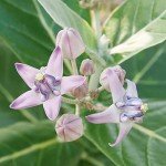 Giant Milkweed Seeds - Attract Butterflies Outdoors