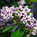 Giant Milkweed Seeds - Attract Butterflies Outdoors