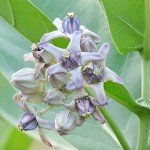Giant Milkweed Seeds - Attract Butterflies Outdoors