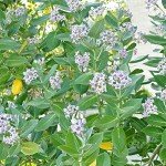 Giant Milkweed Seeds - Attract Butterflies Outdoors