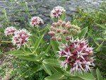35 Showy Pink Butterfly Milkweed Seeds for Monarchs