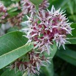 100 Milkweed Seeds for Vibrant Gardens