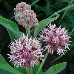 35 Showy Pink Butterfly Milkweed Seeds for Monarchs