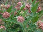 35 Showy Pink Butterfly Milkweed Seeds for Monarchs