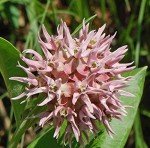 35 Showy Pink Butterfly Milkweed Seeds for Monarchs