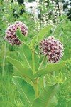 100 Milkweed Seeds for Vibrant Gardens