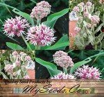 50 Showy Greek Milkweed Flower Seeds