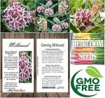 50 Showy Greek Milkweed Flower Seeds