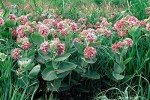 Milkweed Seeds for Monarch Caterpillars - 100+ Seeds
