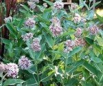 Milkweed Seeds for Monarch Caterpillars - 100+ Seeds