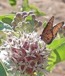 Milkweed Seeds for Monarch Caterpillars - 100+ Seeds