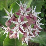 Showy Milkweed Seeds - 100 Heirloom Pack