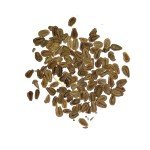 Showy Milkweed Seeds - 100 Heirloom Pack