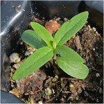 Showy Milkweed Seeds - 100 Heirloom Pack