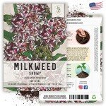 Showy Milkweed Seeds - 100 Heirloom Pack