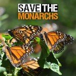 Showy Milkweed Seeds - 100 Heirloom Pack