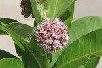 Monarch Butterfly Milkweed Seeds Collection (4 Packs)