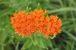 Monarch Butterfly Milkweed Seeds Collection (4 Packs)