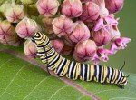 Monarch Butterfly Milkweed Seeds Collection (4 Packs)