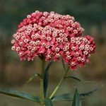 Monarch Butterfly Milkweed Seeds Collection (4 Packs)